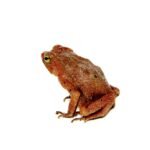 Amazon Crested Toad (Rhinella roqueana)