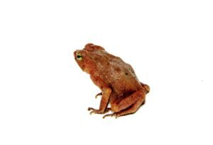 Amazon Crested Toad (Rhinella roqueana)