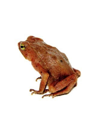 Amazon Crested Toad (Rhinella roqueana)