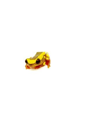 Clown Tree Frog Adults (Dendropsophus leucophyllatus)
