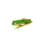 Tiger Leg Monkey Tree Frog Adults (Phylomedusa hypochondrialis)