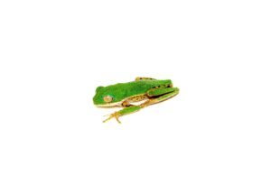 Tiger Leg Monkey Tree Frog Adults (Phylomedusa hypochondrialis)