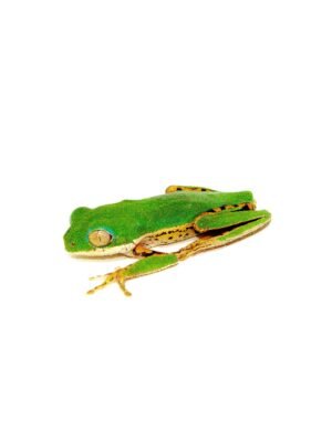 Tiger Leg Monkey Tree Frog Adults (Phylomedusa hypochondrialis)