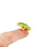 Waxy Monkey Tree Frog Babies (Phylomedusa bicolor)