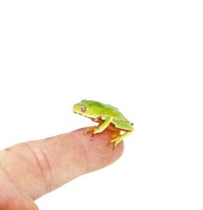 Waxy Monkey Tree Frog Babies (Phylomedusa bicolor)