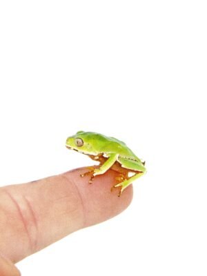 Waxy Monkey Tree Frog Babies (Phylomedusa bicolor)