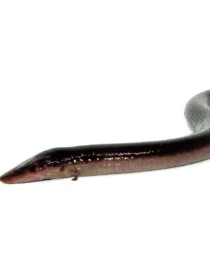 Two Toed Amphiuma (Amphiuma means)