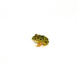 Ornate Pacman Frog (Ceratophrys cranwelli)