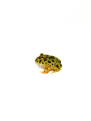 Ornate Pacman Frog (Ceratophrys cranwelli)