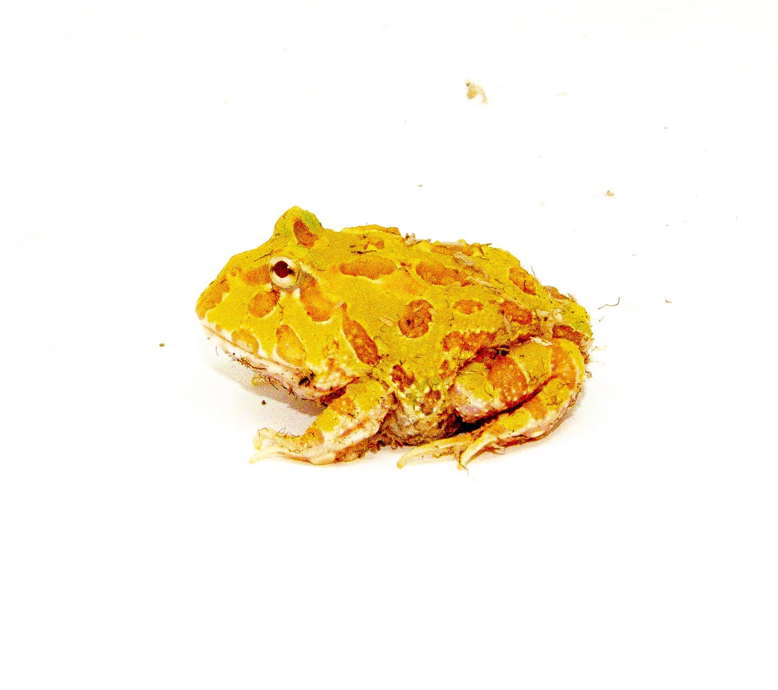 Albino Pacman Frogs - Image 4