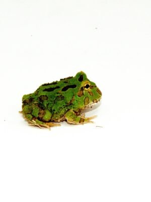 Green Pacman Frog (Ceratophrys cranwelli)