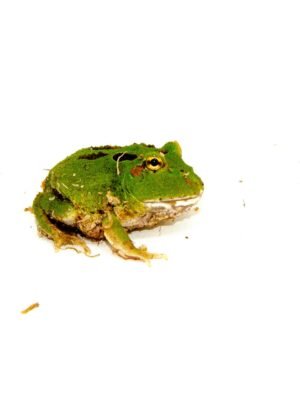 Four Spot Green Pacman Frog (Ceratophrys cranwelli)