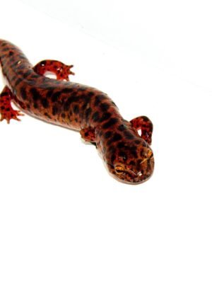 Southern Red Salamander (Pseudotriton ruber vioscai)