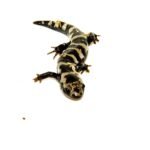Marbled Salamanders (Ambystoma opacum)