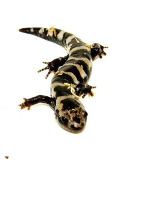 Marbled Salamanders (Ambystoma opacum)