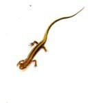 Three lined salamander (Eurycea guttilineata)