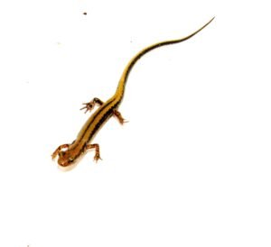 Three lined salamander (Eurycea guttilineata)
