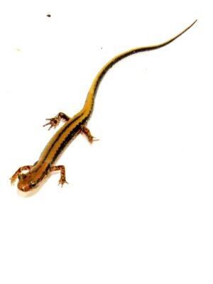 Three lined salamander (Eurycea guttilineata)