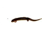 Southern dusky salamander (Desmognathus auriculatus)