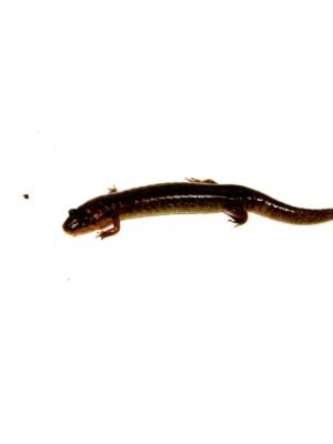Southern dusky salamander (Desmognathus auriculatus)