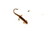 Southern two lined salamander (Eurycea cirrigera)