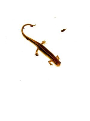 Southern two lined salamander (Eurycea cirrigera)