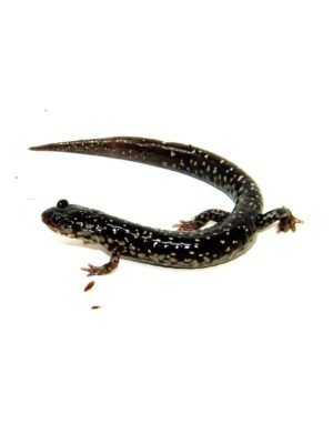 Mississippi Slimy Salamander (Plethodon mississippi)