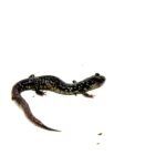 Southern Slimy Salamander (Plethodon teyahalee)