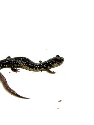 Southern Slimy Salamander (Plethodon teyahalee)