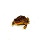 Southern Toad (Bufo terrestris)