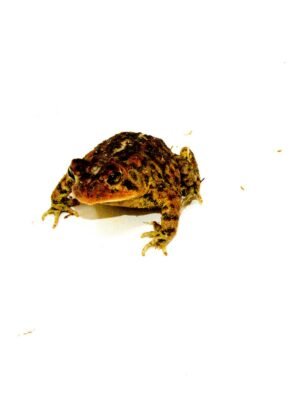 Southern Toad (Bufo terrestris)