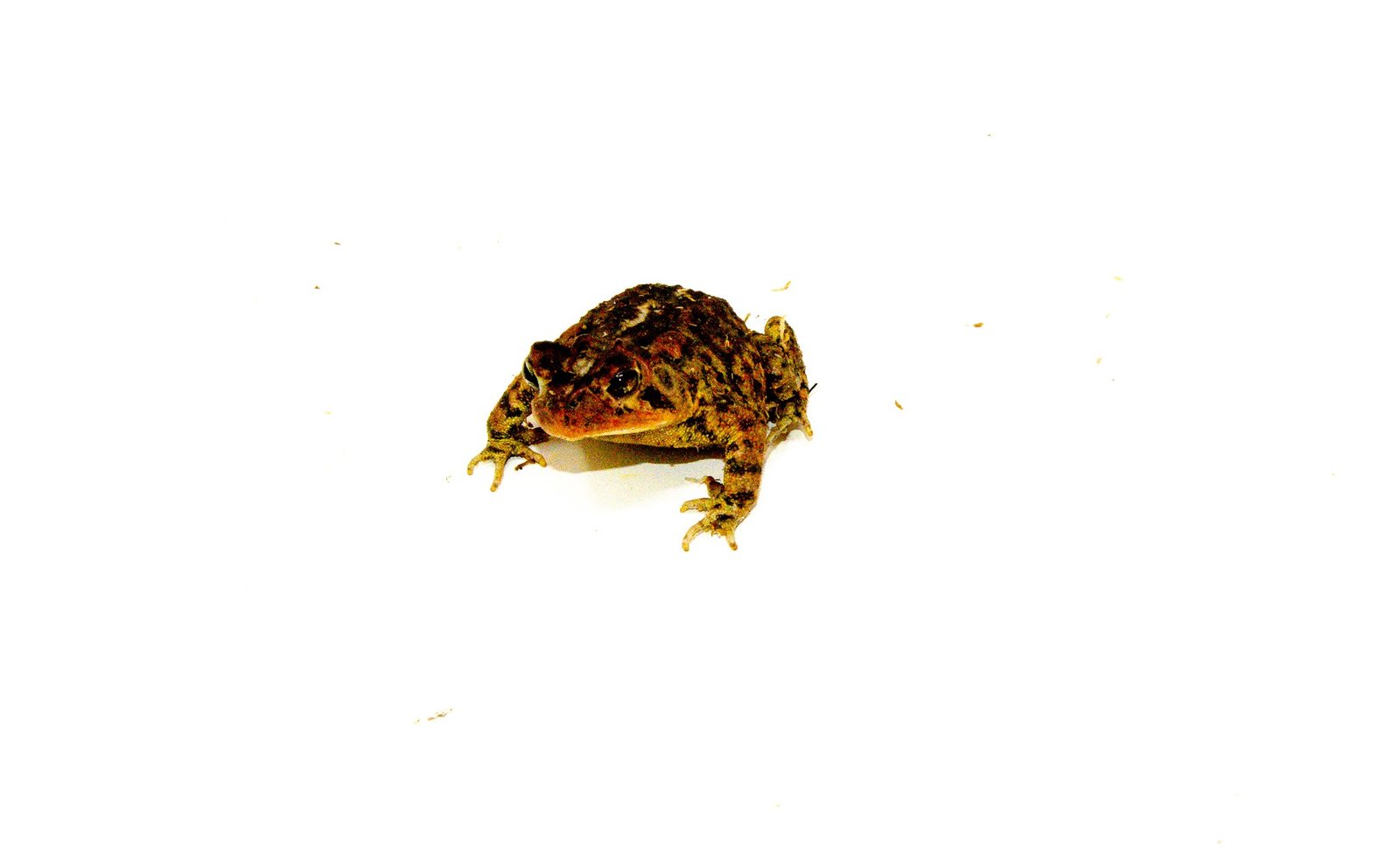 Southern Toad (Bufo terrestris)
