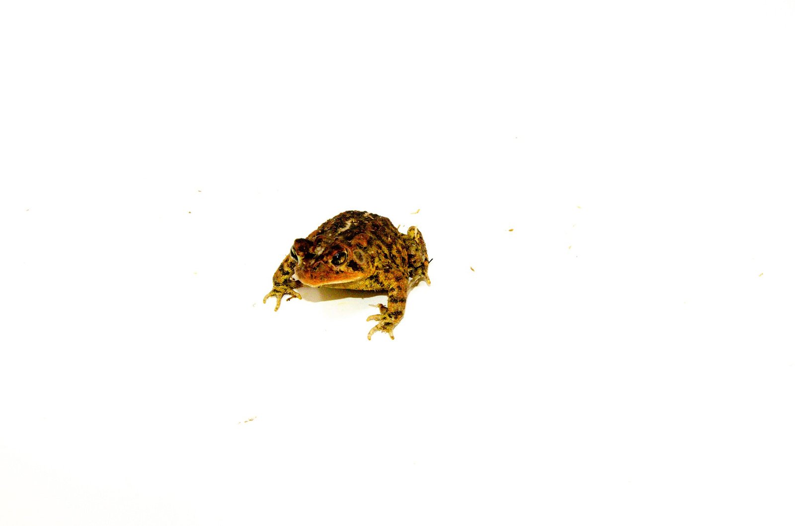 Southern Toad (Bufo terrestris) - Image 2