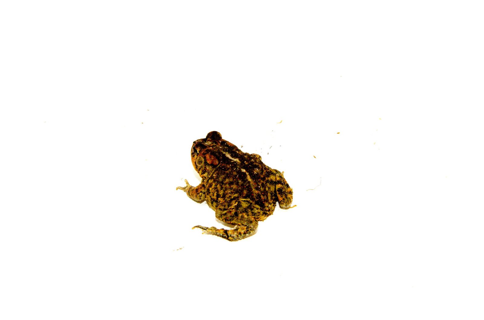 Southern Toad (Bufo terrestris) - Image 3