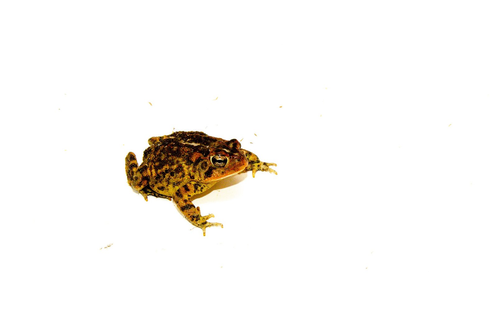 Southern Toad (Bufo terrestris) - Image 4