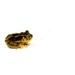 Eastern Spadefoot toad (Scaphiopus holbrookii)
