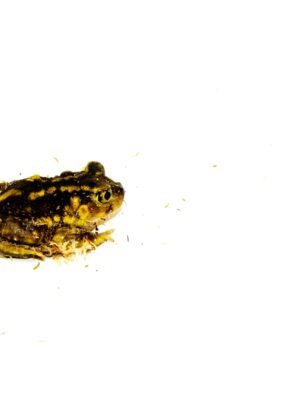 Eastern Spadefoot toad (Scaphiopus holbrookii)