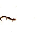 Four Toed Salamander (Hemidactylium scutatum)