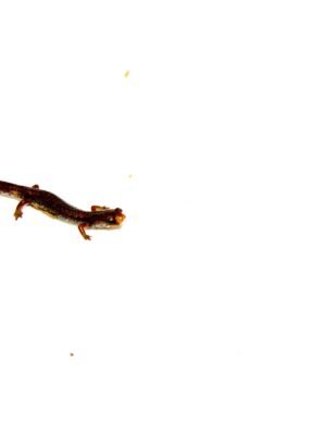 Four Toed Salamander (Hemidactylium scutatum)