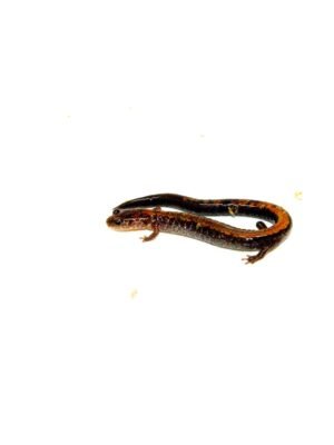 Eastern Redback Salamander (Plethodon cinereus)