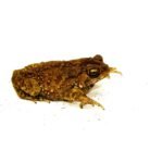 Rainbow Chocolate Chip Toad (Bufo melanostictus)