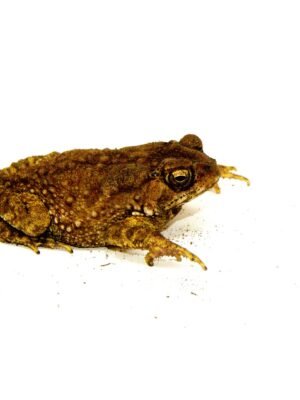 Rainbow Chocolate Chip Toad (Bufo melanostictus)
