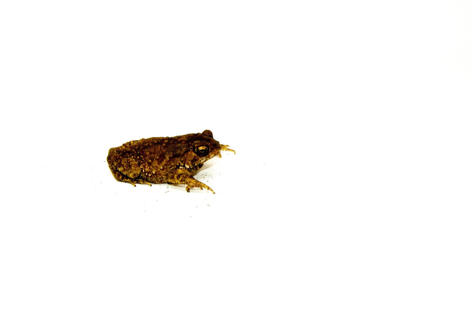 Rainbow Chocolate Chip Toad (Bufo melanostictus) - Image 2