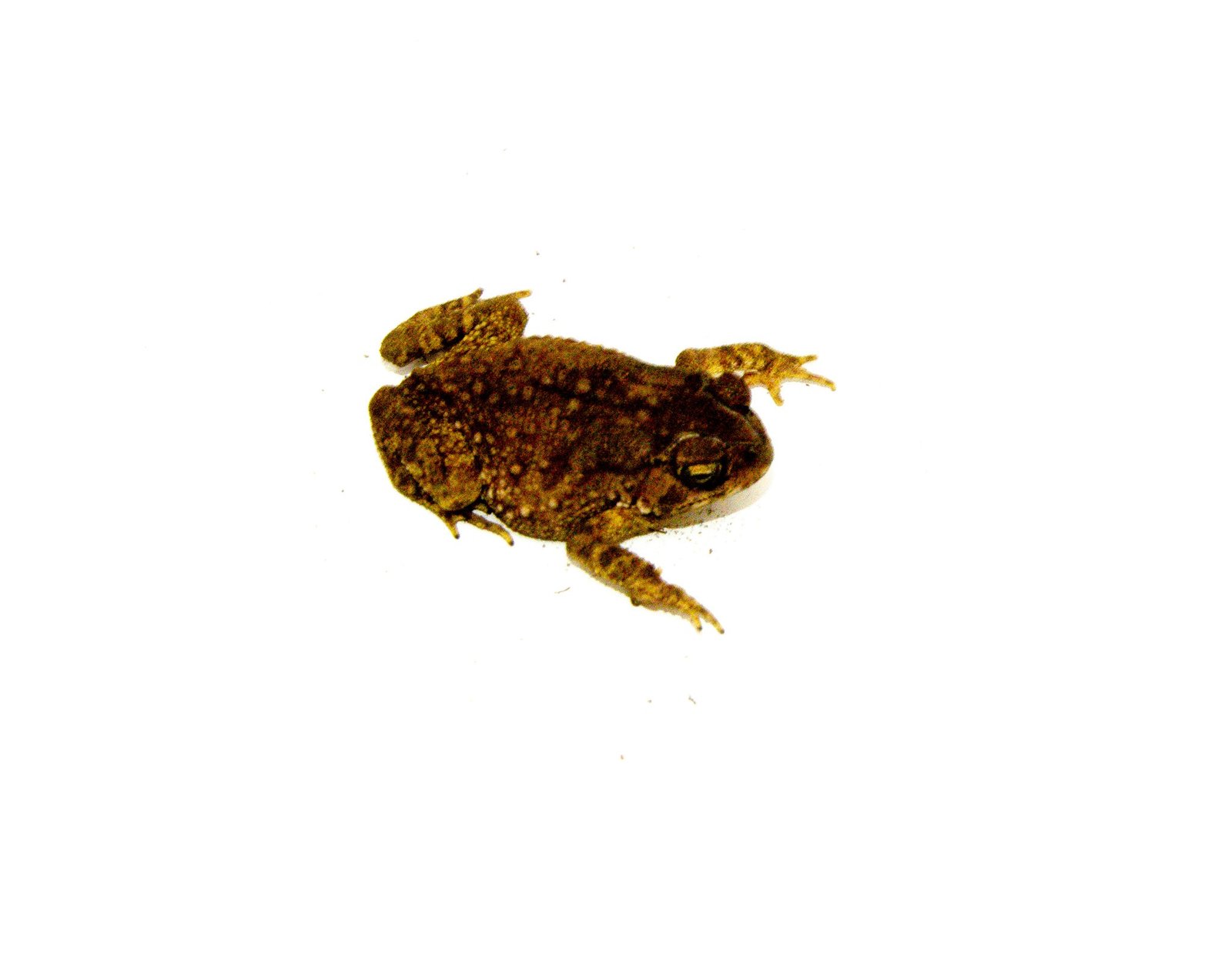 Rainbow Chocolate Chip Toad (Bufo melanostictus) - Image 3