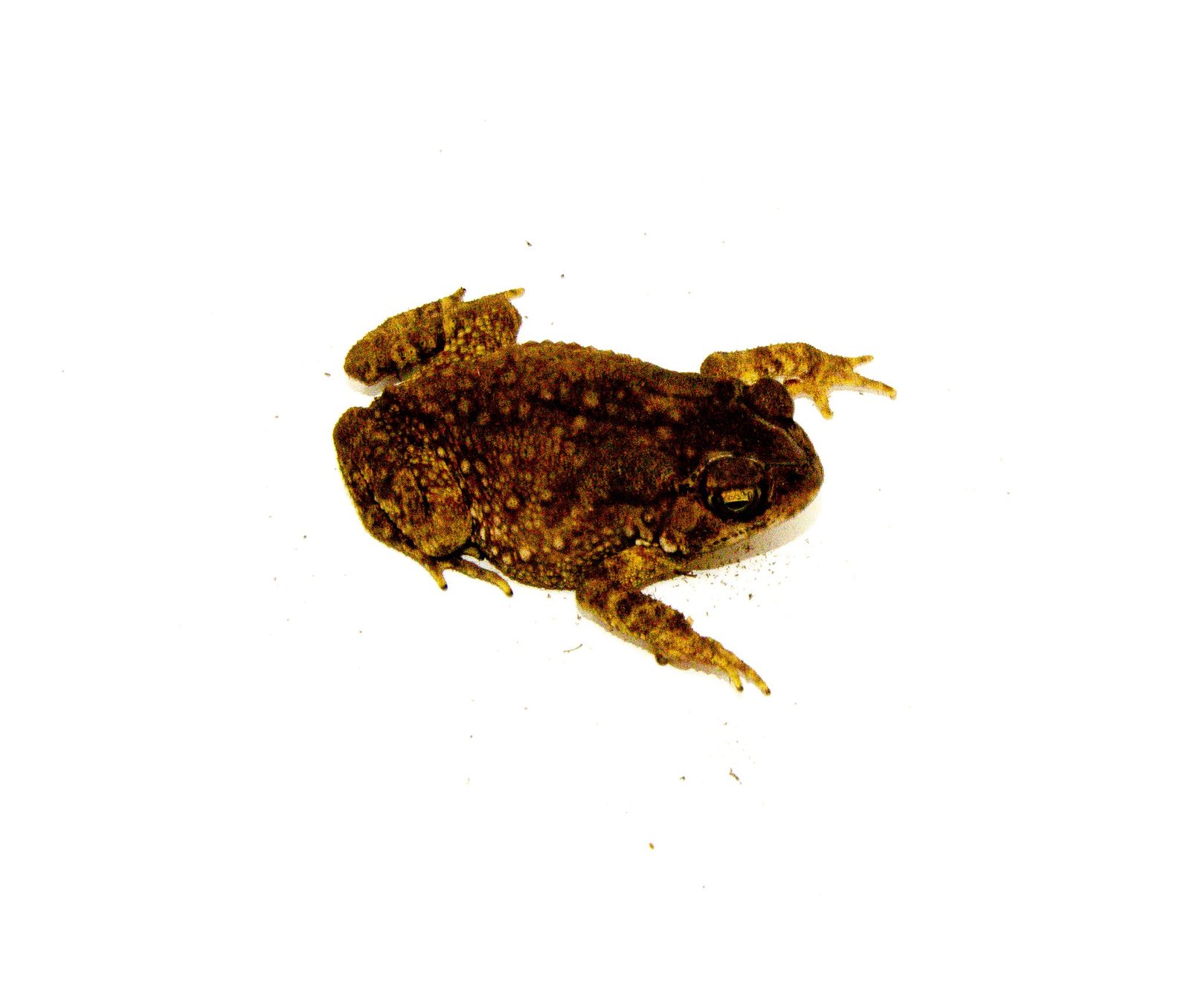 Rainbow Chocolate Chip Toad (Bufo melanostictus) - Image 4
