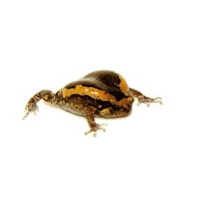 Chubby Frog (Kaoula pulchra)