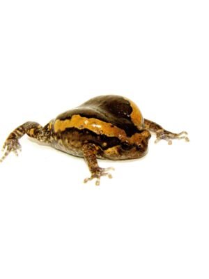 Chubby Frog (Kaoula pulchra)