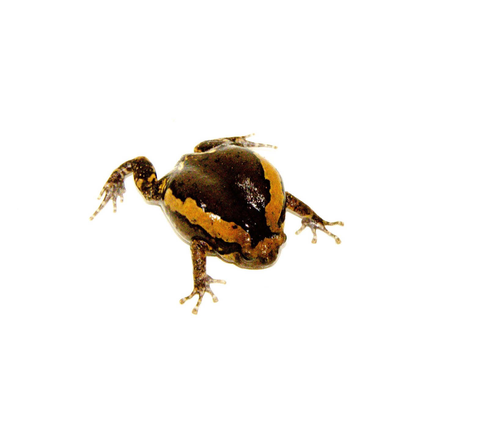 Chubby Frog (Kaoula pulchra) - Image 2