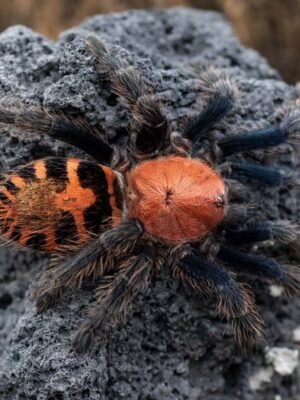 Davus pentaloris