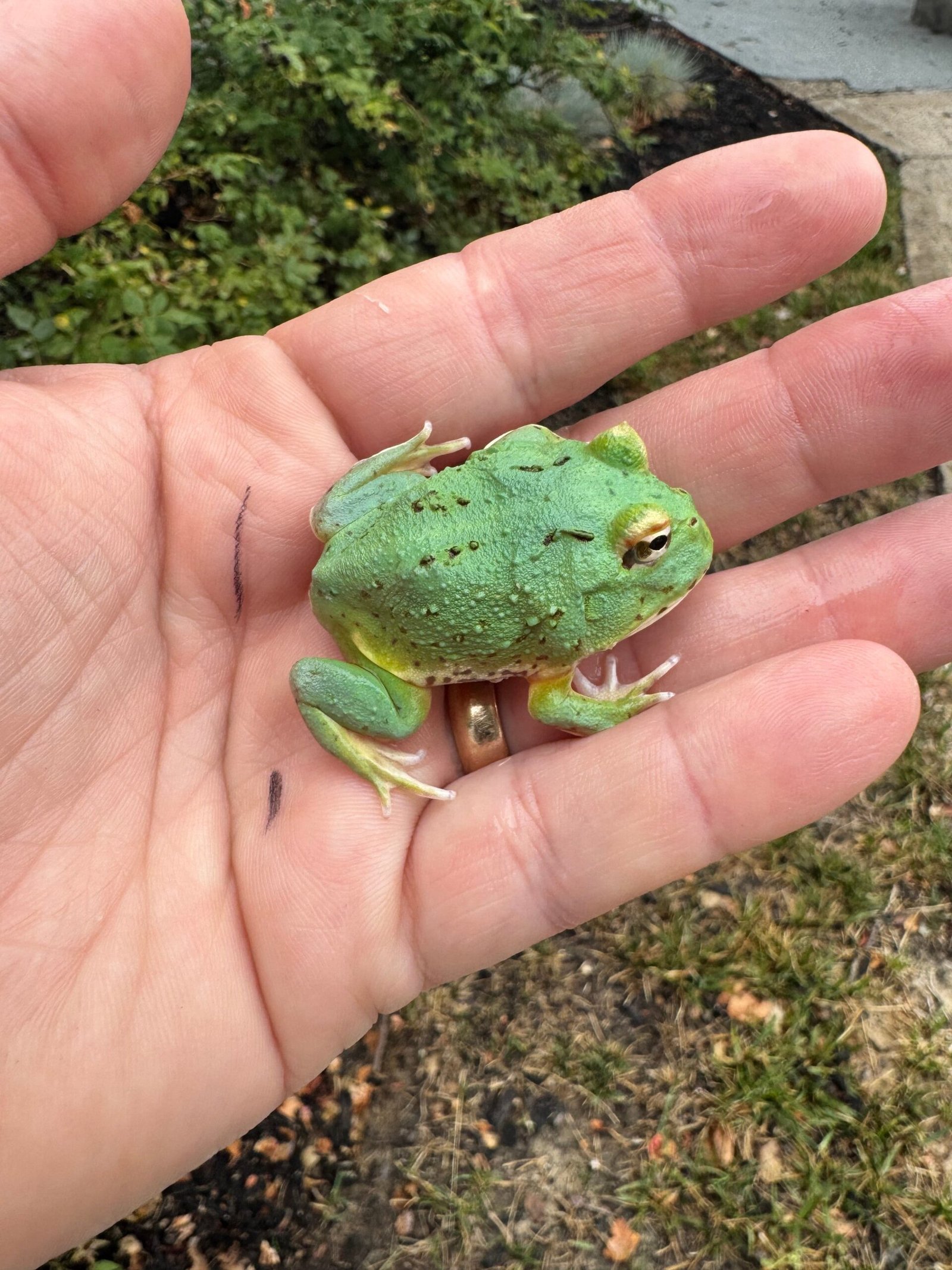 Radiant Blue Pacman Frog (Ceratophrys cranwelli) - Image 3